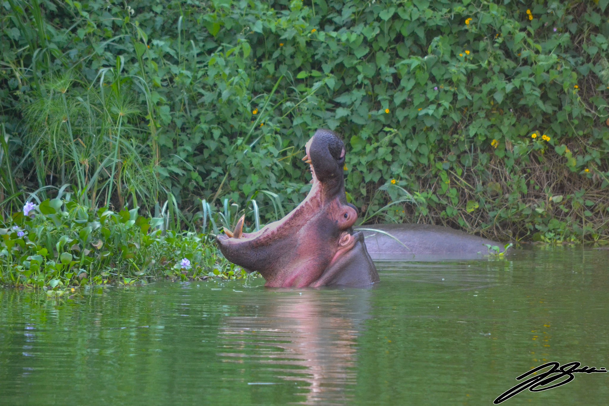 Uganda Landscape