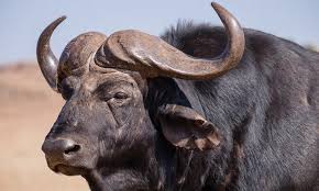 African Buffalo