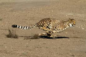 Cheetah