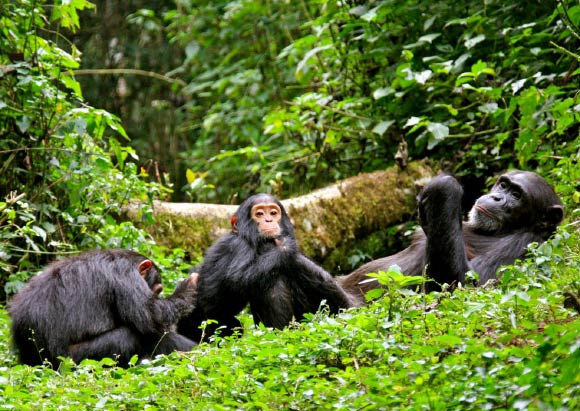Chimpanzee