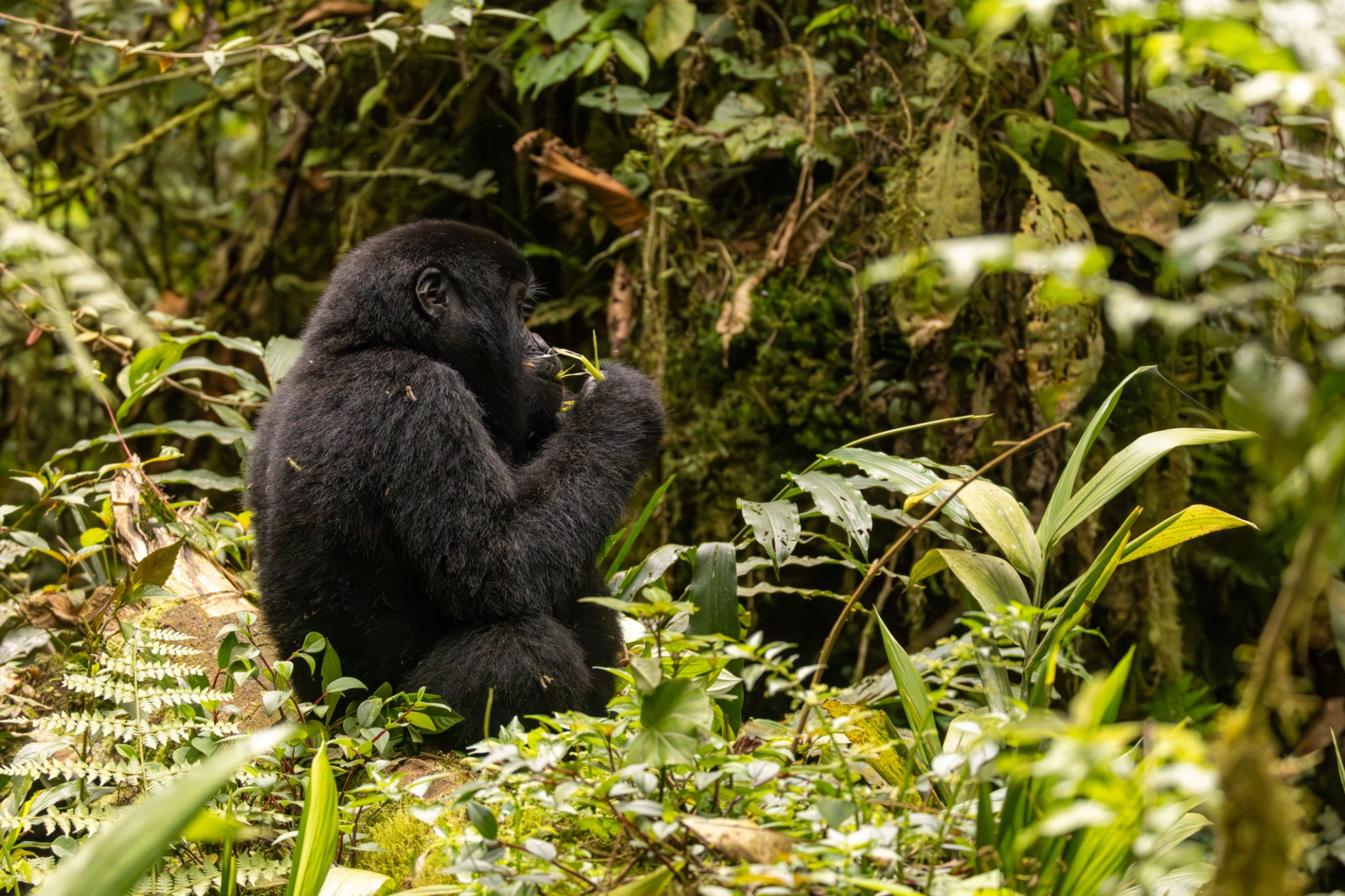 Bwindi Impenetrable Forest