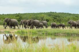 African Elephant