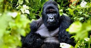 Mountain Gorilla