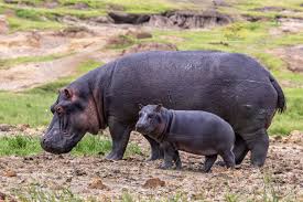 Hippopotamus