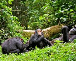 Kibale National Park