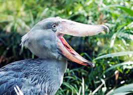Shoebill Stork