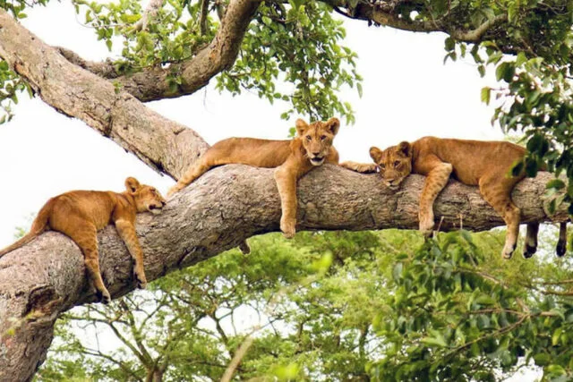 Tree-Climbing Lions