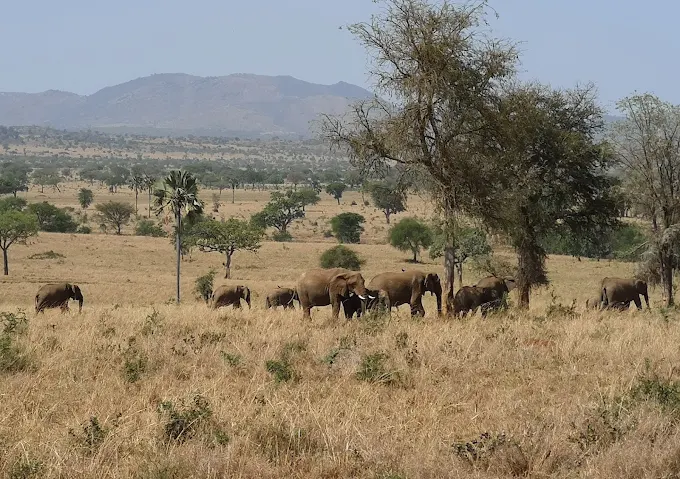 Kidepo National Park Uganda